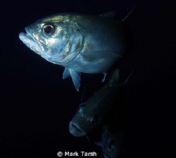 Big Eye Jacks by Mark Tarsh 